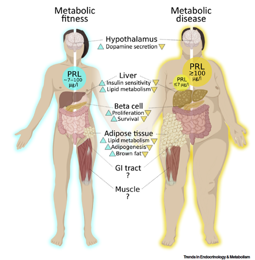 Time for a New Perspective on Prolactin in Metabolism.