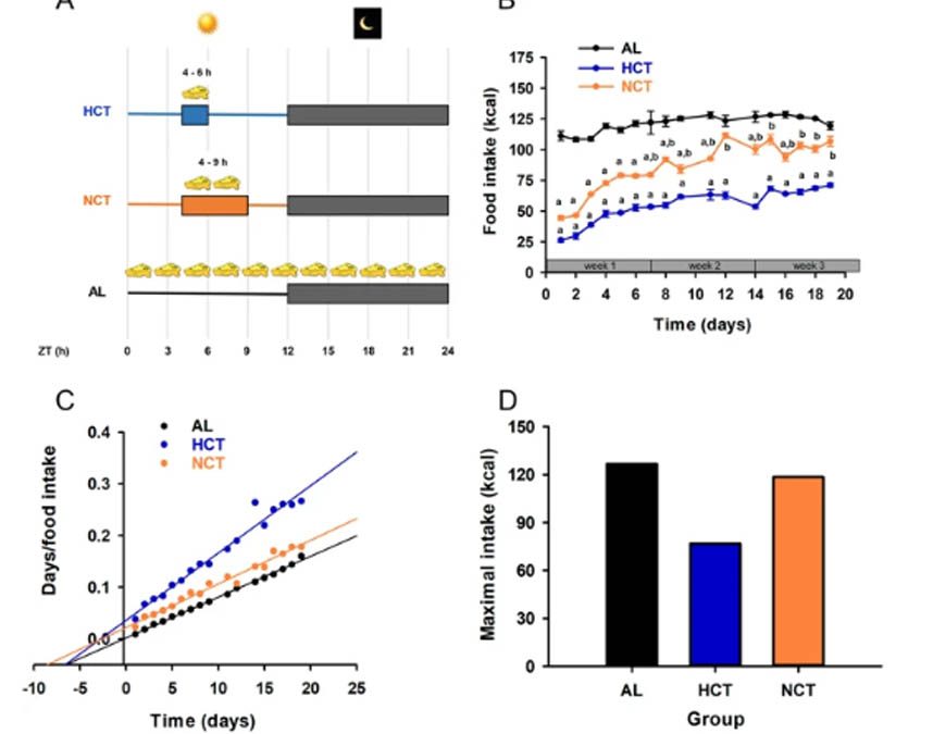 Synchronization of the circadian clock by time-restricted feeding with progressive increasing calorie intake. Resemblances and differences regarding a sustained hypocaloric restriction