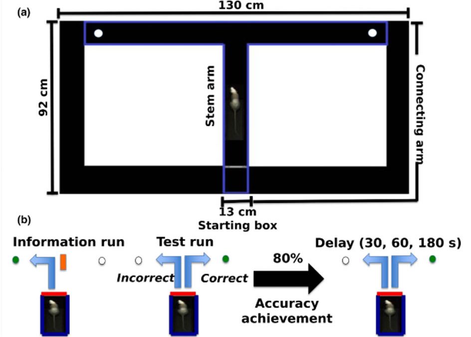 Memory deficits in Sprague Dawley rats with spontaneous ventriculomegaly