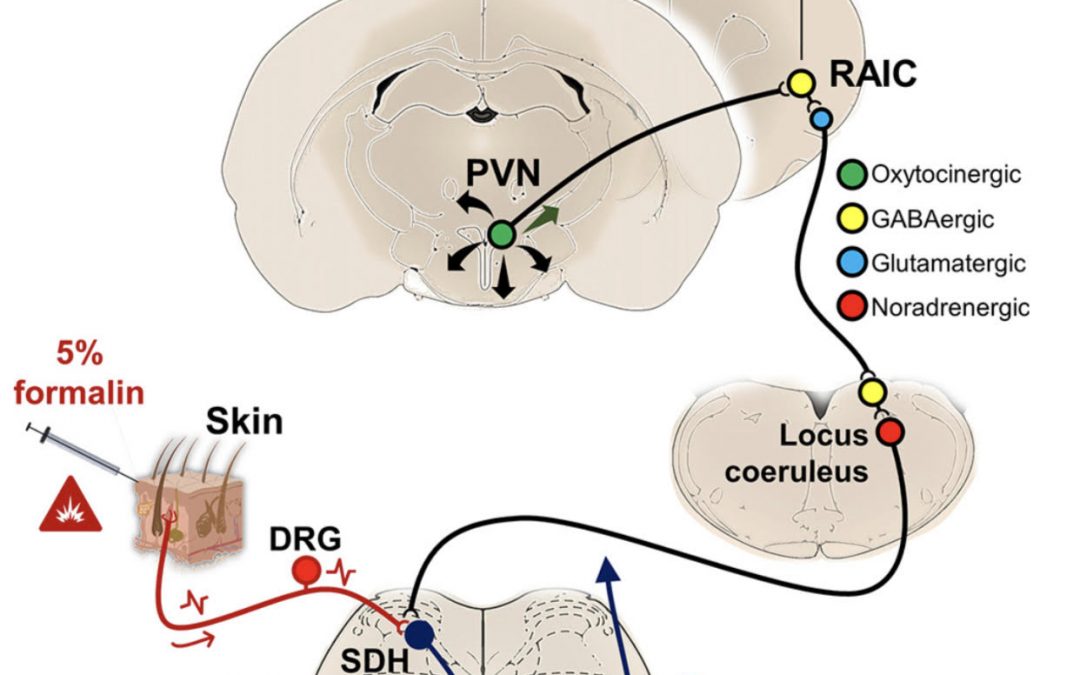 The Rostral Agranular Insular Cortex, a New Site of Oxytocin to Induce Antinociception
