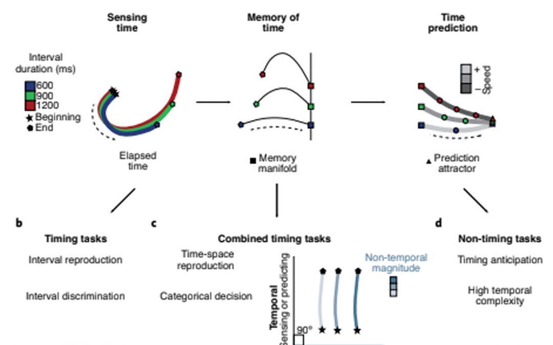 Estimating time with neural networks