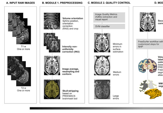 PREEMACS: Pipeline for preprocessing and extraction of the macaque brain surface