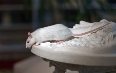 Seminario Institucional – «Neurotoxicidad por la exposición al herbicida atrazina en roedores»
